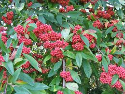 Attēlu rezultāti vaicājumam “Cotoneaster multiflorus fruit”