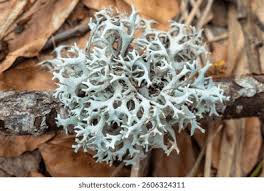 Attēlu rezultāti vaicājumam “Pseudevernia furfuracea”