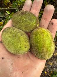 Attēlu rezultāti vaicājumam “Juglans cinerea fruit”