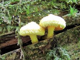 Attēlu rezultāti vaicājumam “Pholiota flammans”