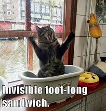 Image result for invisible cat