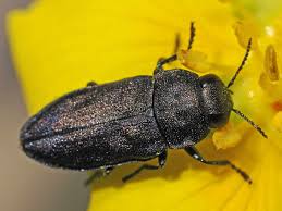 Attēlu rezultāti vaicājumam “Anthaxia quadripunctata”