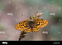 Attēlu rezultāti vaicājumam “Clossiana euphrosyne”