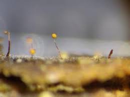 Attēlu rezultāti vaicājumam “Cribraria rubiginosa”