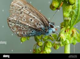 Attēlu rezultāti vaicājumam “Agrodiaetus amandus female”