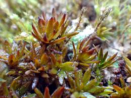 Attēlu rezultāti vaicājumam “Pogonatum nanum”