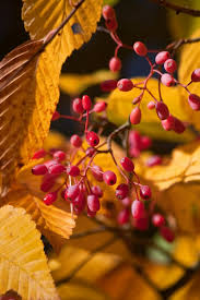 Attēlu rezultāti vaicājumam “Sorbus alnifolia”