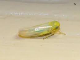 Attēlu rezultāti vaicājumam “Macrosteles sp.”