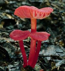 Attēlu rezultāti vaicājumam “Hygrocybe sp.”