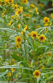 Attēlu rezultāti vaicājumam “Bidens cernua flower”