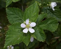 Attēlu rezultāti vaicājumam “Rubus plicatus flower”