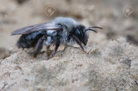 Attēlu rezultāti vaicājumam “Andrena vaga”