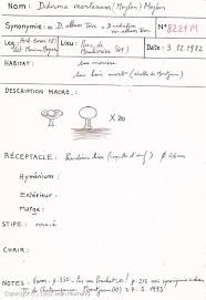 Attēlu rezultāti vaicājumam “Diderma montanum macro”