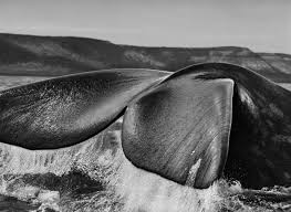 Image result for sebastiao salgado