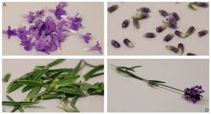 Attēlu rezultāti vaicājumam “Lavandula angustifolia leaf”