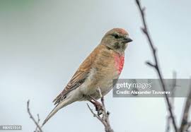 Attēlu rezultāti vaicājumam “Carduelis cannabina”