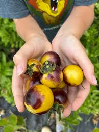 Afbeeldingsresultaat voor prudence purple tomato