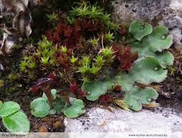 Attēlu rezultāti vaicājumam “Preissia quadrata”