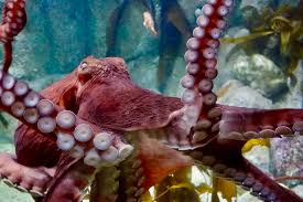 Image result for Enteroctopus dofleini