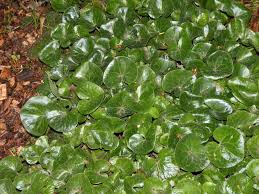 Attēlu rezultāti vaicājumam “Asarum europaeum”