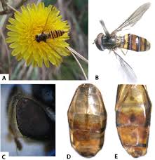 Attēlu rezultāti vaicājumam “Episyrphus balteatus”