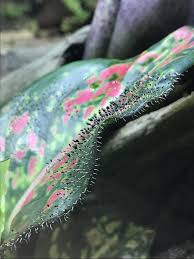 Attēlu rezultāti vaicājumam “Diachea leucopodia”