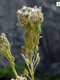 Attēlu rezultāti vaicājumam “Lepidium latifolium flower”