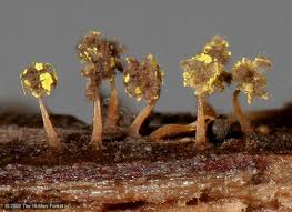 Attēlu rezultāti vaicājumam “Physarum viride var. incanum stalked”