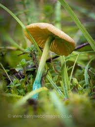 Attēlu rezultāti vaicājumam “Enerthenema papillatum spores”