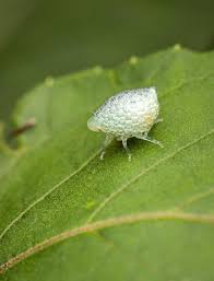 Attēlu rezultāti vaicājumam “Aphrophora alni nymph”