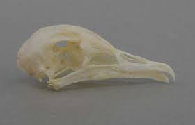 Image result for Oceanodroma castro