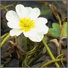 Attēlu rezultāti vaicājumam “Batrachium”