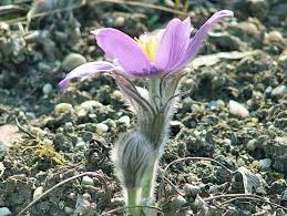 Attēlu rezultāti vaicājumam “Pulsatilla patens flower”
