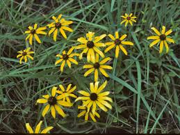 Attēlu rezultāti vaicājumam “Rudbeckia hirta var. hirta”