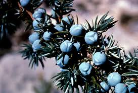Attēlu rezultāti vaicājumam “Juniperus communis fruit”