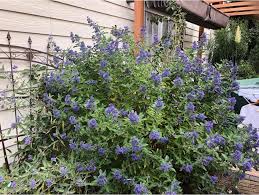 Attēlu rezultāti vaicājumam “Barbula”