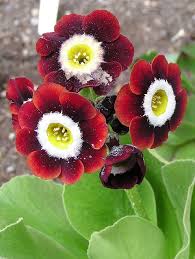 Attēlu rezultāti vaicājumam “Primulaceae”