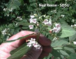 Attēlu rezultāti vaicājumam “Apocynaceae”