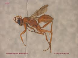 Attēlu rezultāti vaicājumam “Pompilidae”