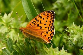 Attēlu rezultāti vaicājumam “Argynnis aglaja”