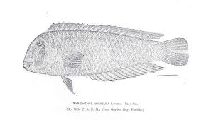 Image result for Xyrichtys novacula