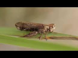 Attēlu rezultāti vaicājumam “Entomophaga grylli”