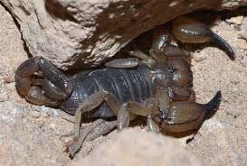 Attēlu rezultāti vaicājumam “Scorpidium scorpioides”