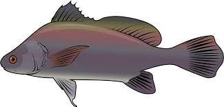 Image result for Aplodinotus grunniens