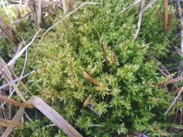 Attēlu rezultāti vaicājumam “Calliergon giganteum”