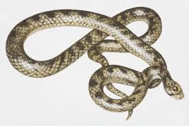 Attēlu rezultāti vaicājumam “Serpentes”