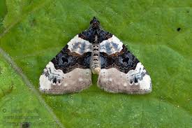 Attēlu rezultāti vaicājumam “Cosmorhoe ocellata”