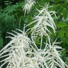 Image result for Aruncus dioicus