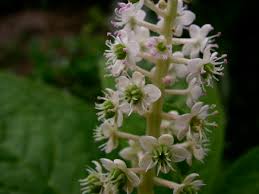 Attēlu rezultāti vaicājumam “Phytolaccaceae”
