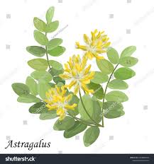Attēlu rezultāti vaicājumam “Astragalus glycyphyllos flower”